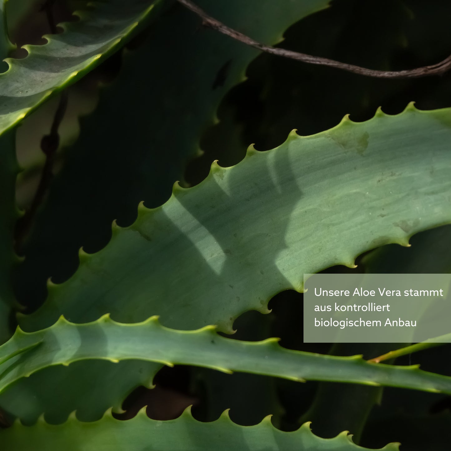 THE GOLDEN RITUAL: Aloe & Cactus