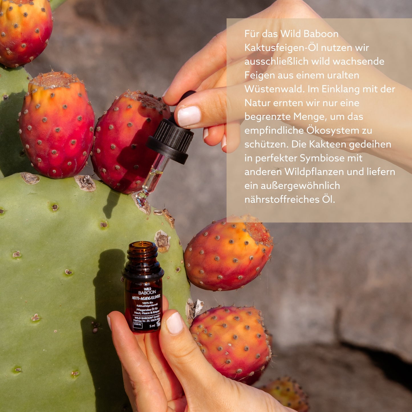 THE GOLDEN RITUAL: Aloe & Cactus