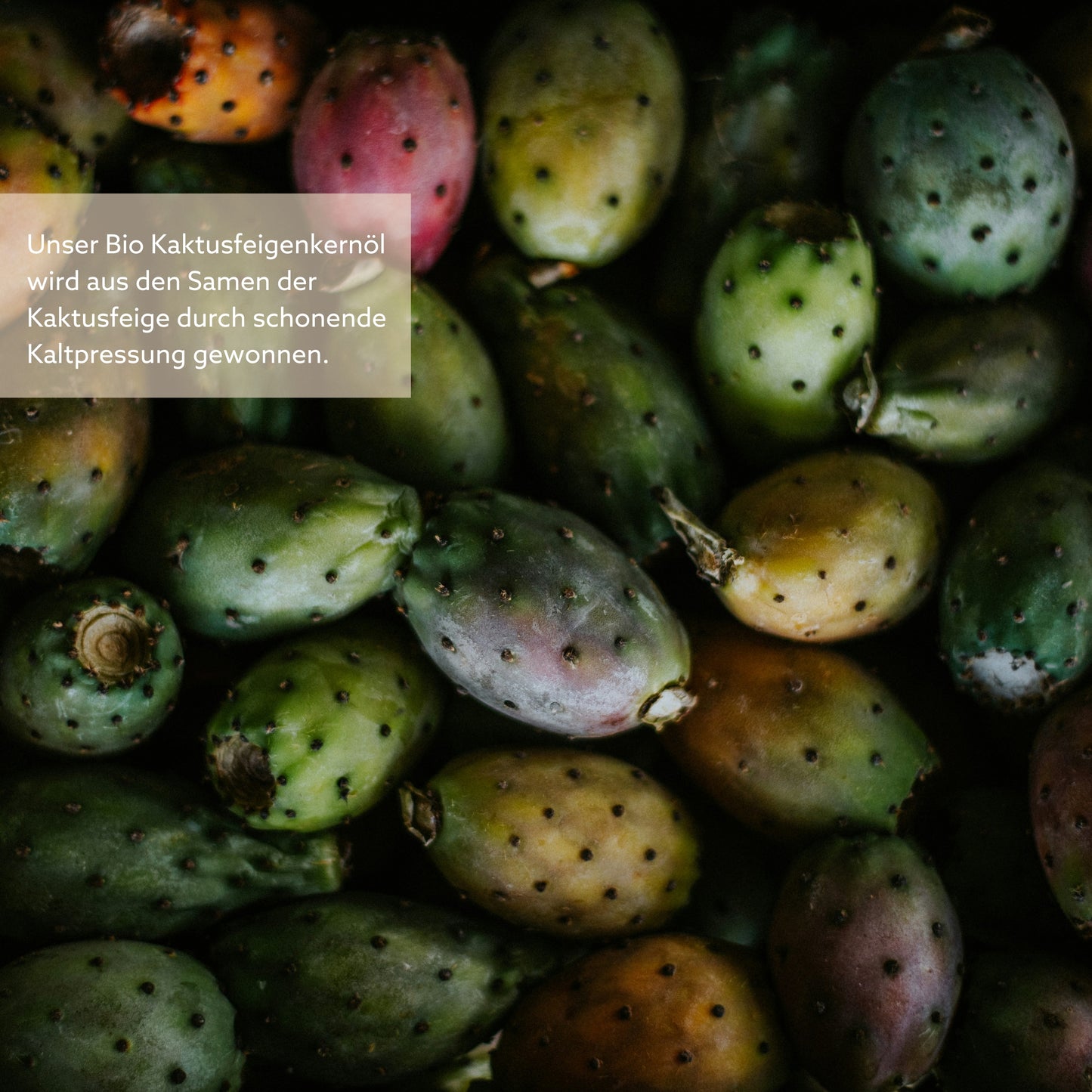 THE GOLDEN RITUAL: Aloe & Cactus