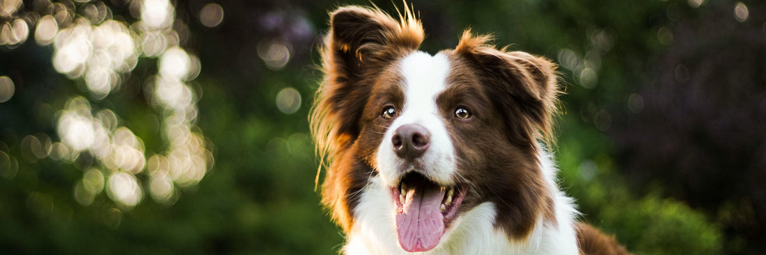 Aloe Vera für Hund und Katze: So können Saft und Gel der Pflanze Haustiere stärken