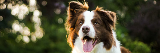 Aloe Vera für Hund und Katze: So können Saft und Gel der Pflanze Haustiere stärken