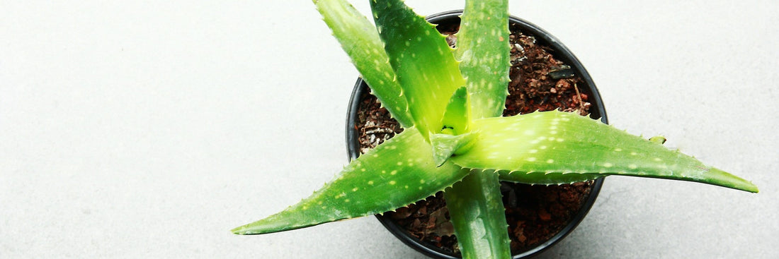 Aloe Vera als Zimmerpflanze