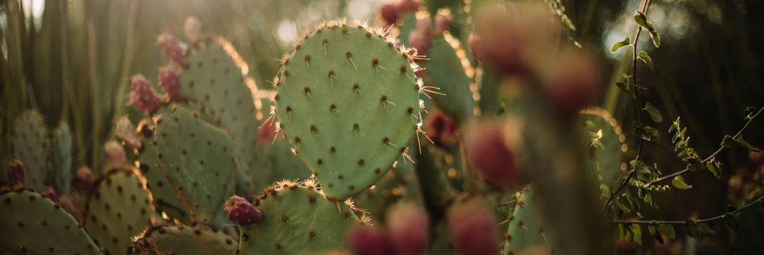 Kaktusfeigenkernöl: Die Geheimwaffe für strahlende Haut und gesundes Haar