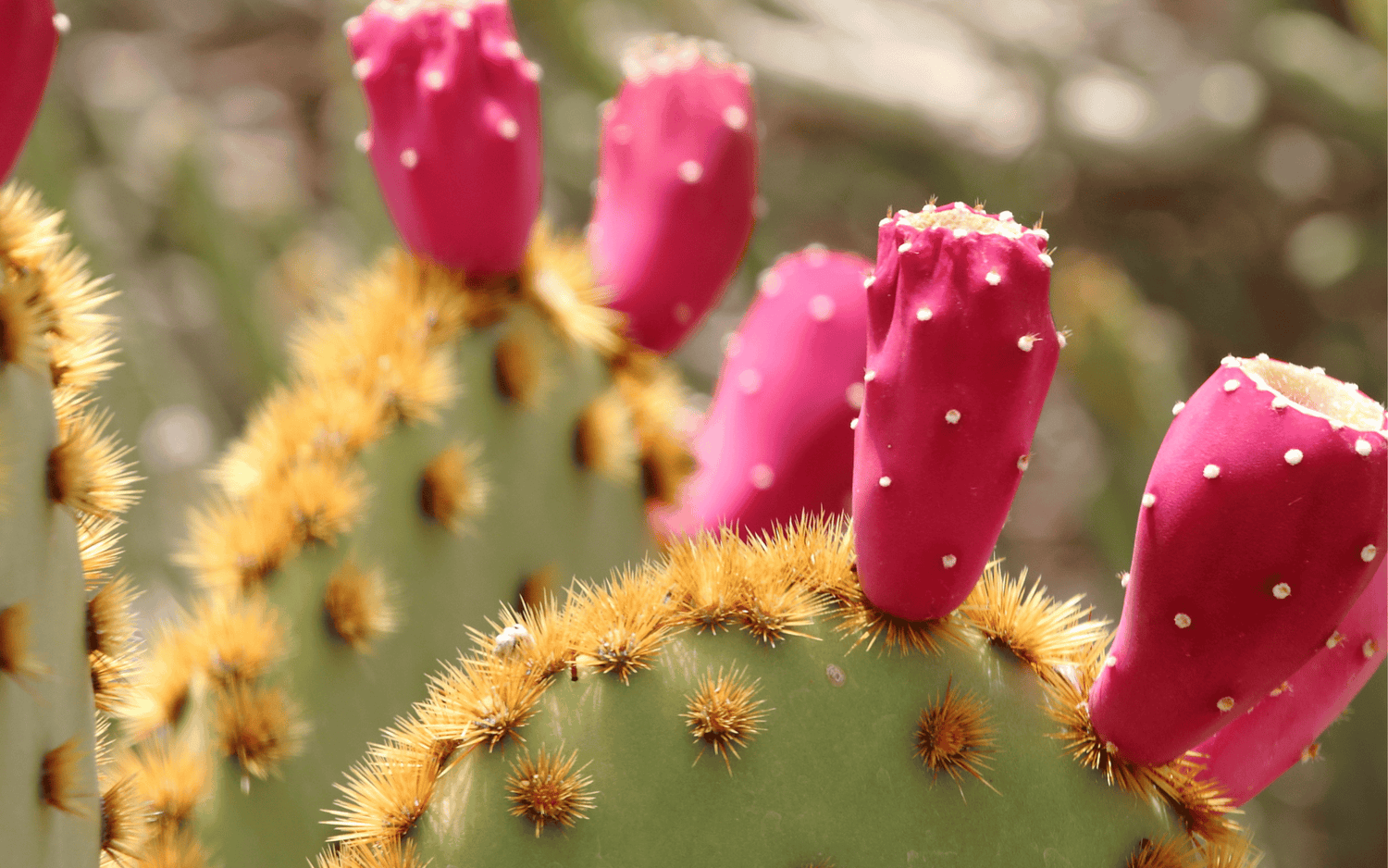 Reines bio zertifiziertes Kaktusfeigenkernöl für Gesicht, Dekolleté und Körper