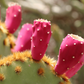 🌵NEU: Bio Kaktusfeigenkernöl - Pures Gold für deine Haut