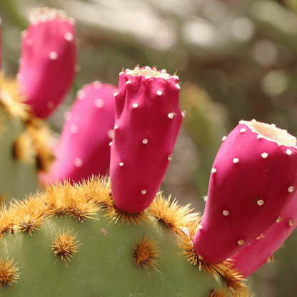 Anti-Aging Elixier - Bio Kaktusfeigenkernöl 30ml
